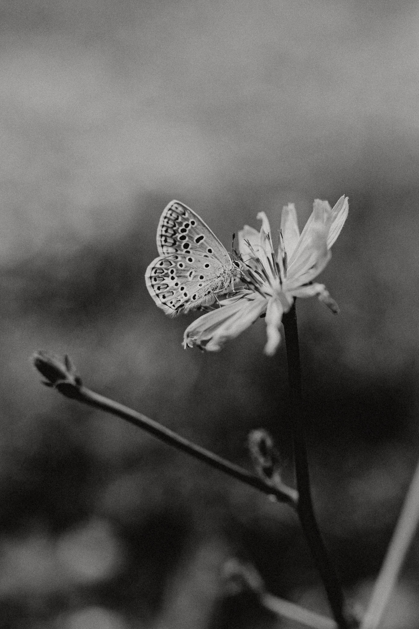 Schmetterling als Symbol der Entfaltung individueller Schönheit